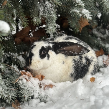 кролик под елкой