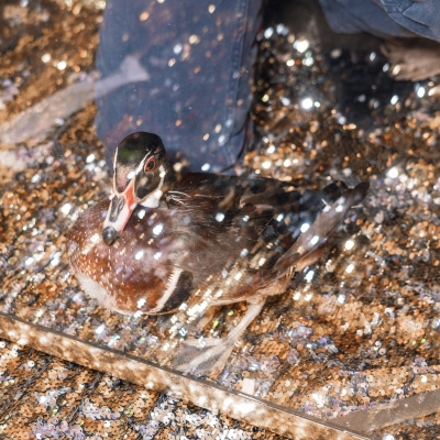 image-07-04-25-04-33-8