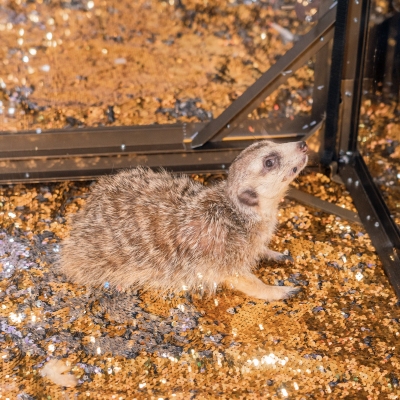 image-07-04-25-04-33-12