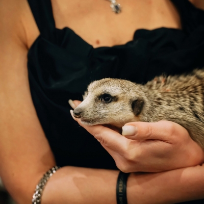 988-669-2e6a1217-6a1d-4d9c-8bbf-c229292b43f2