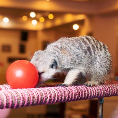 361-183-913c43ca-0584-4cd2-b4bd-f65717891fd7