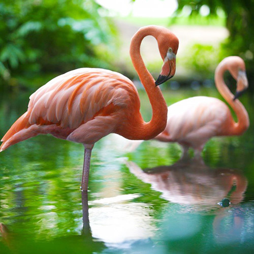 Томат Розовый Фламинго