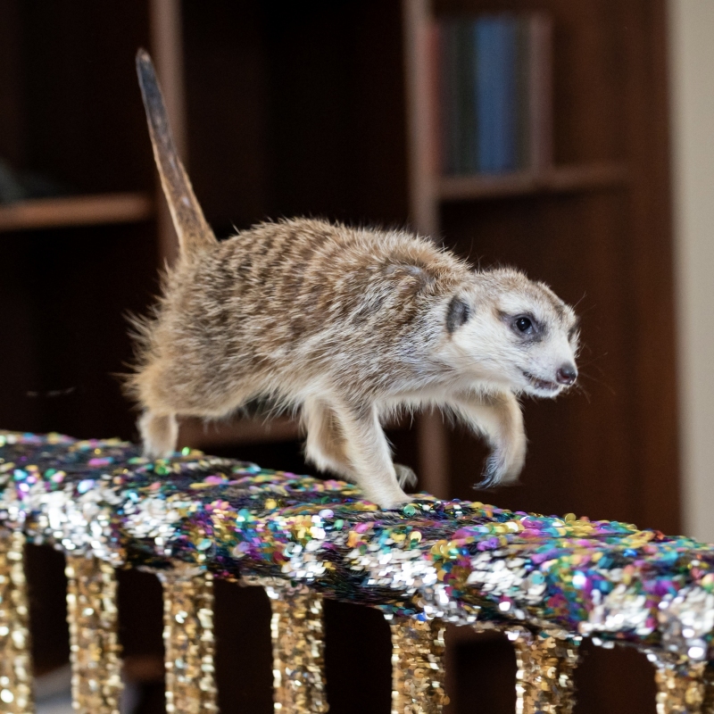 Шоу суриката и обезьянки