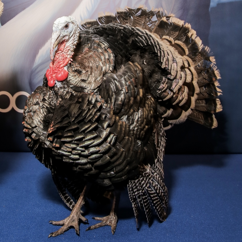 Индюк, индюшка